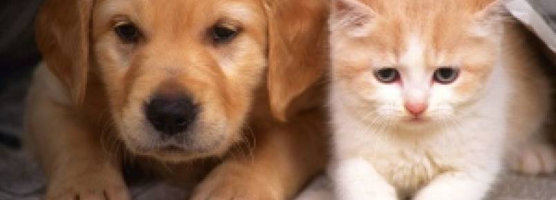 Confira mitos e verdades sobre a obesidade em cães e gatos